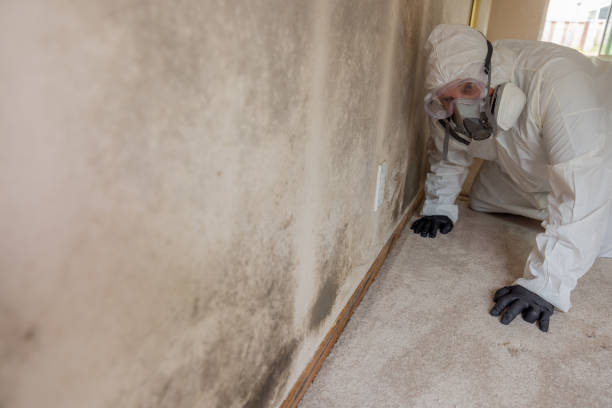 Best Attic Mold Removal in Lipscom, AL